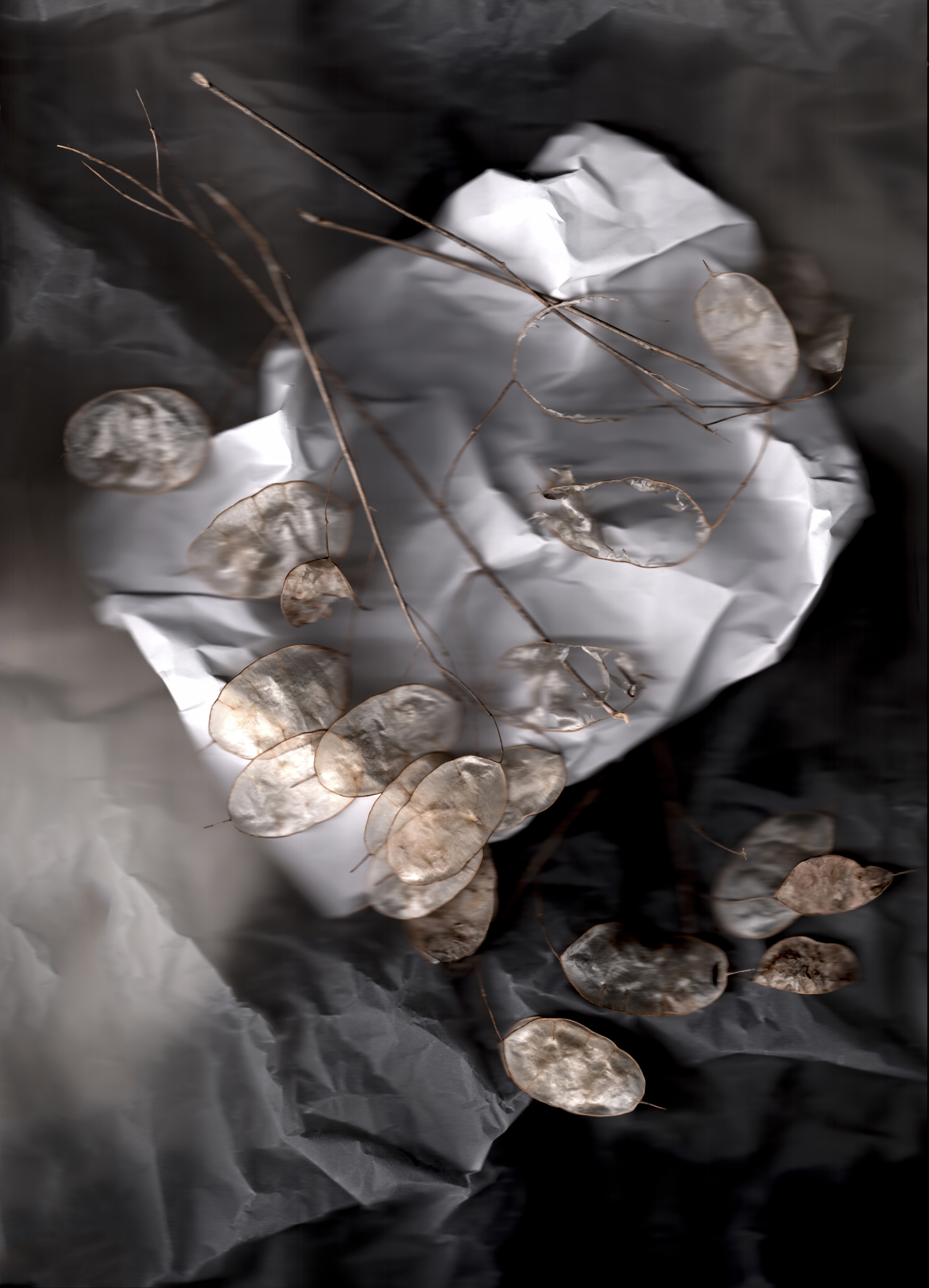 Lunaria money pennies, paper and vellum